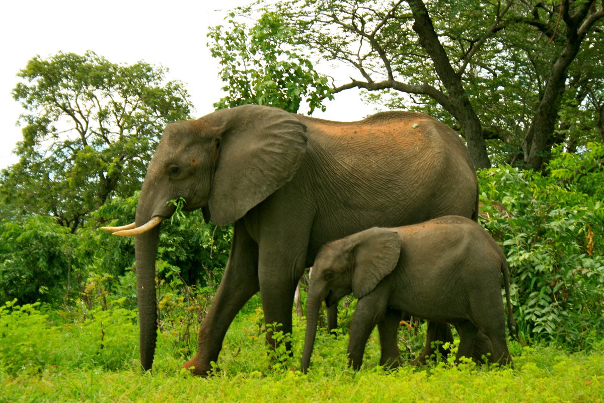 Namibia słonie