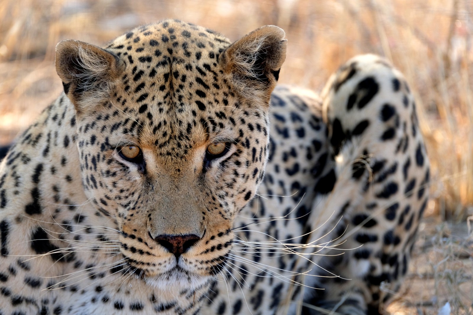 XT2S7164 (2) Lwy w Namibii