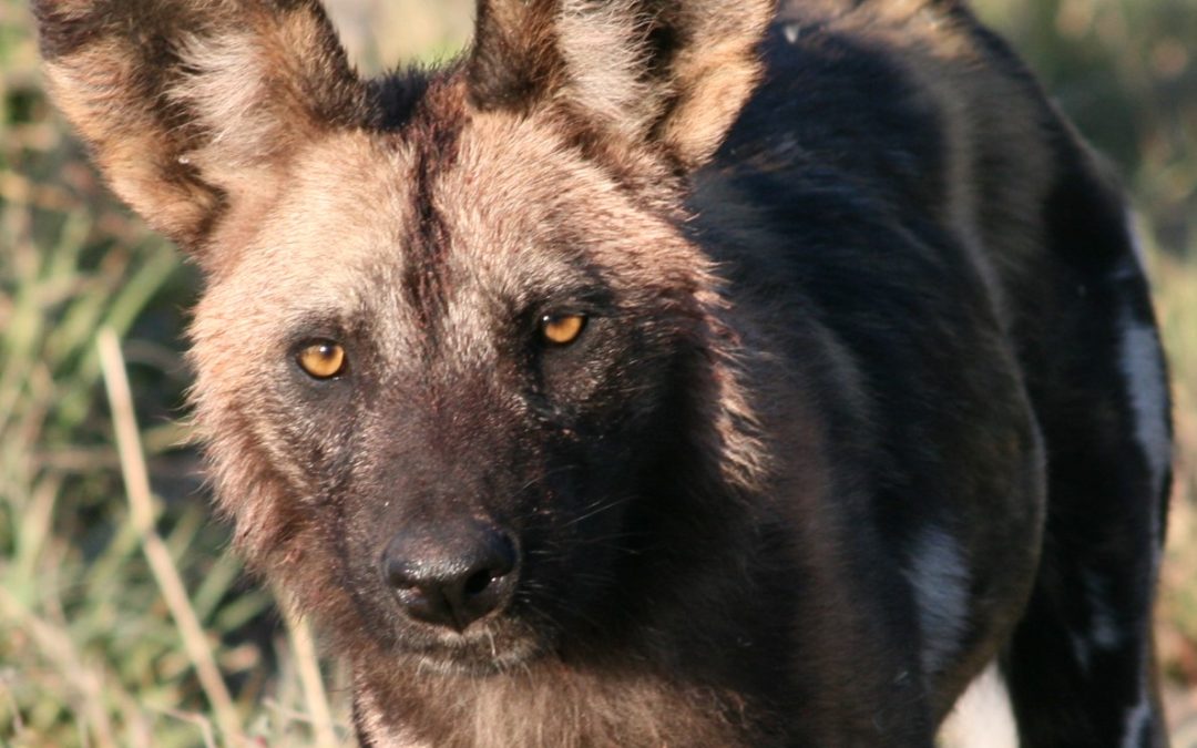 Wokół likaonów (Lycaon pictus)