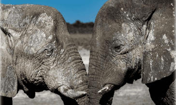 Namibia słonie