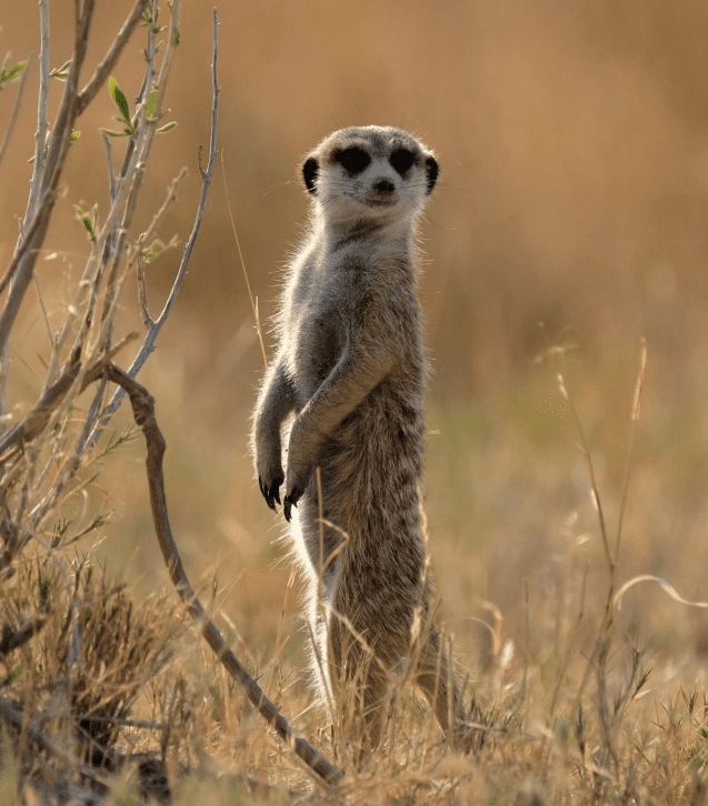 Botswana zwierzęta
