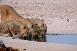 Lwy w Namibii