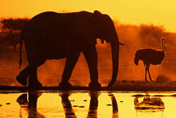 Darek_01 slon namibia