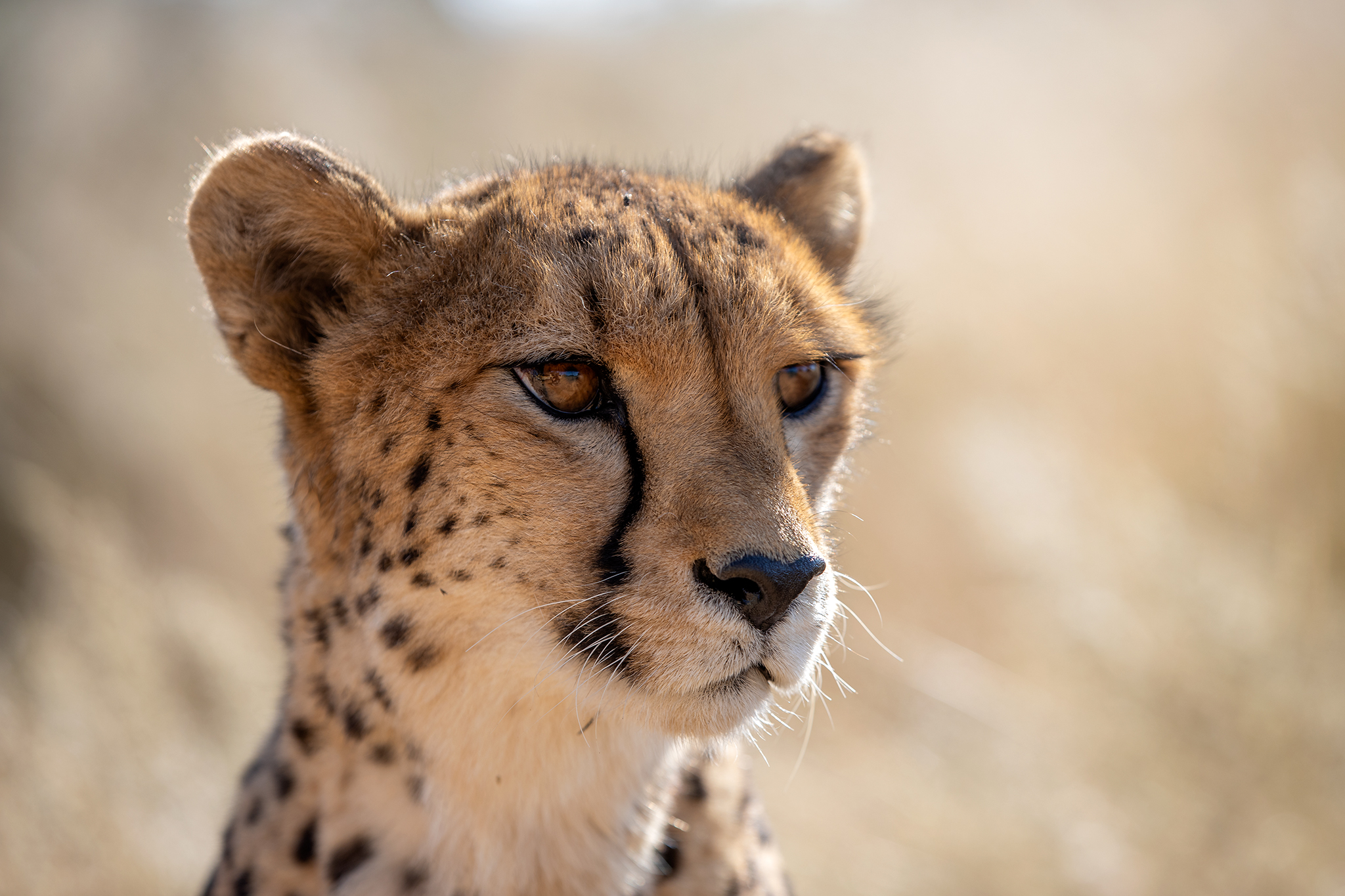 1T3A0587 slon namibia