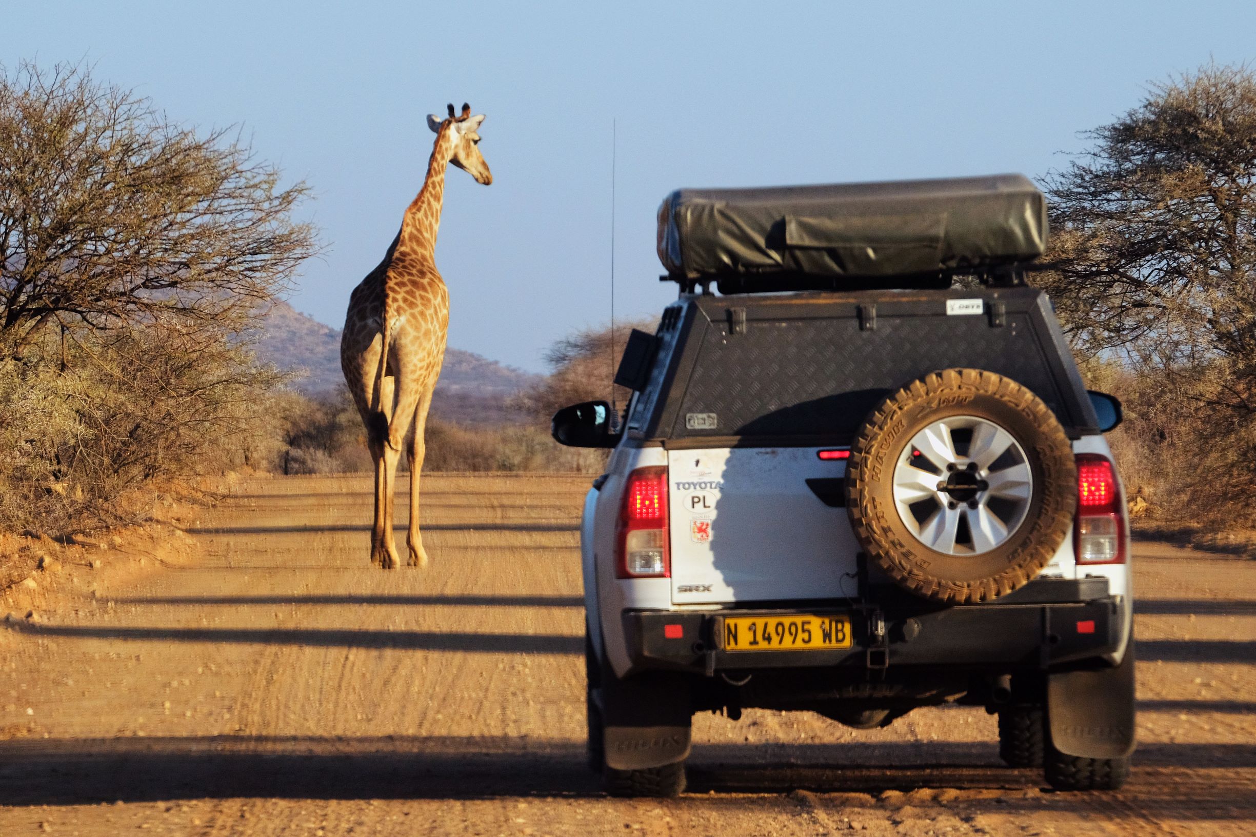 zyrafa namibia