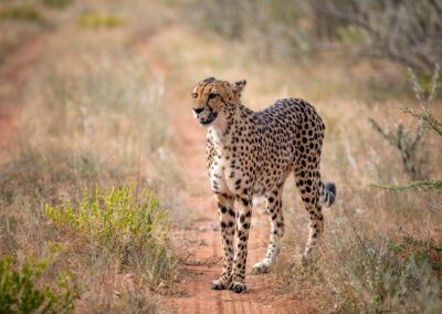 podróże do Namibii