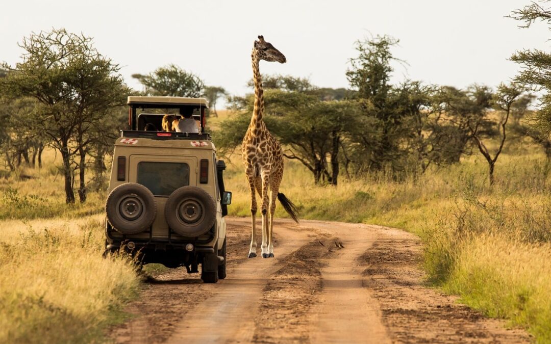 Safari w Etoszy – przygoda w jednym z najlepszych parków narodowych w Afryce