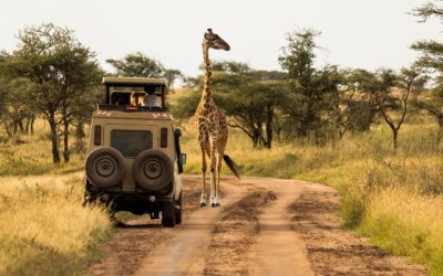 Safari w Etoszy – przygoda w jednym z najlepszych parków narodowych w Afryce