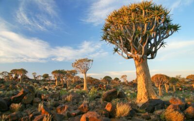 Fotograficzne safari w Namibii – jak przygotować się na wyprawę pełną niezapomnianych ujęć?