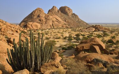 Flora Namibii: od pustynnych sukulentów po lasy mopane