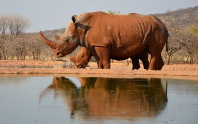 Nosorożce w Namibii – dlaczego to jedno z najważniejszych miejsc ich ochrony